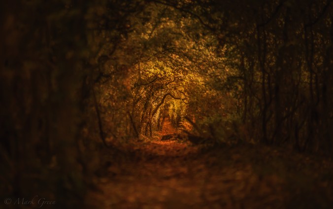 ©️Mark_MG_Photography