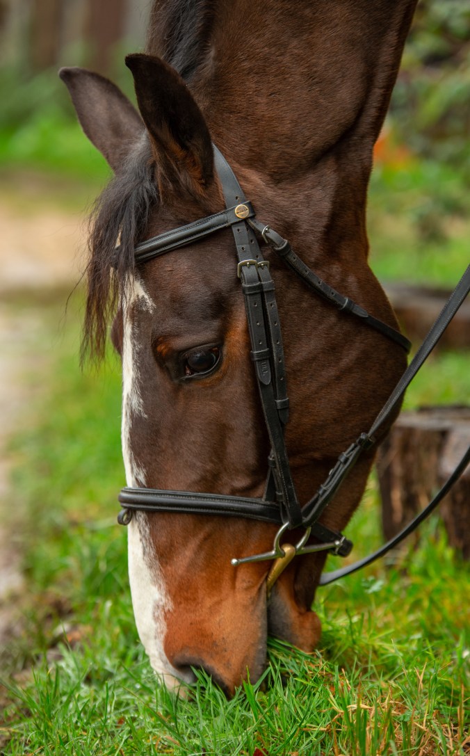 ©️Mark_MG_Photography