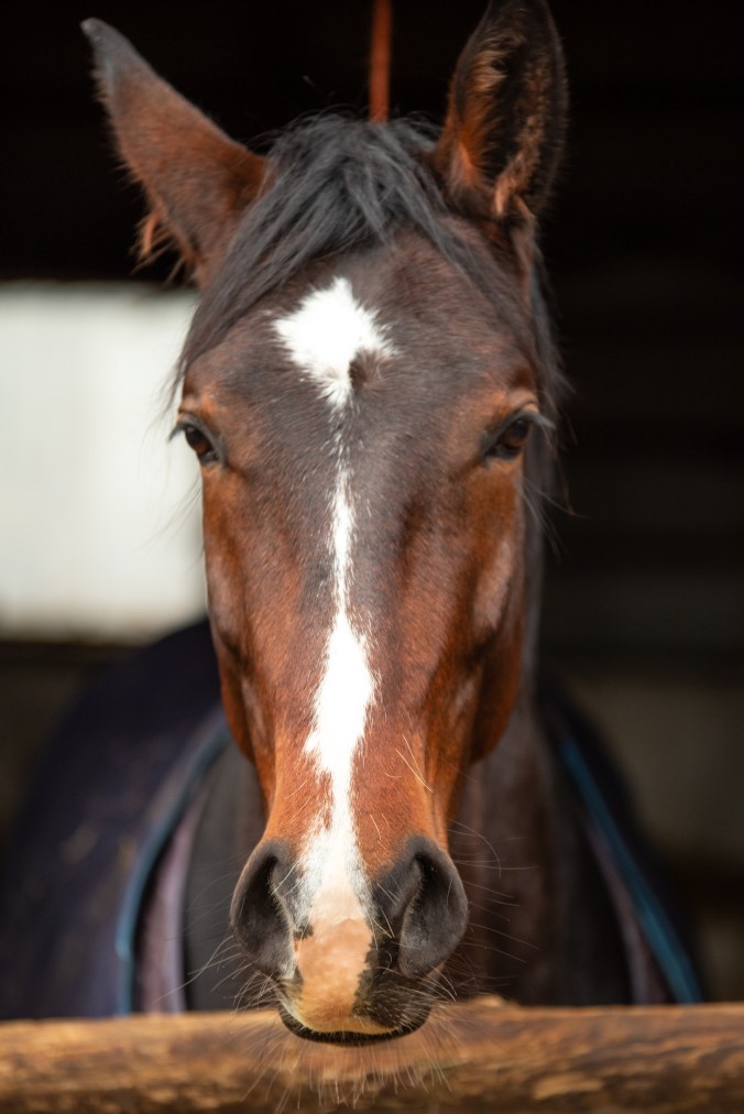 ©️Mark_MG_Photography