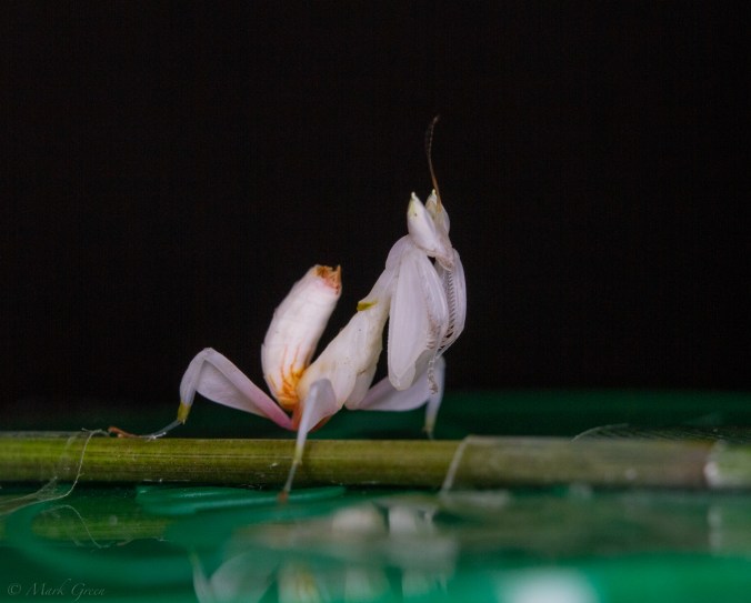 ©️Mark_MG_Photography