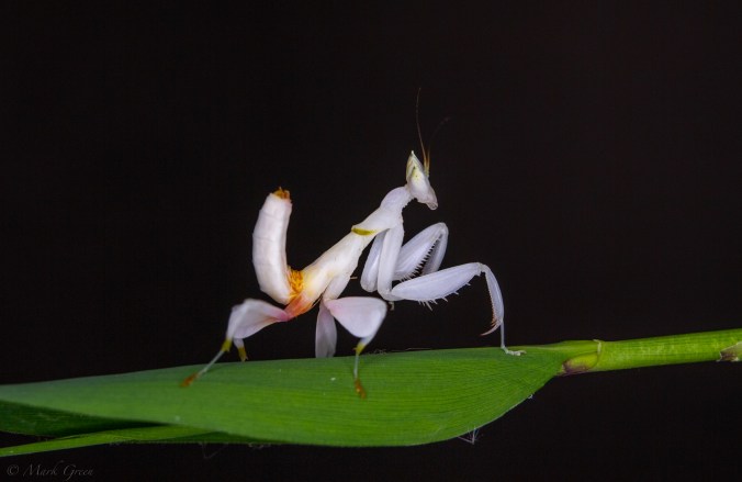 ©️Mark_MG_Photography