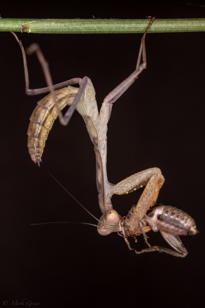 ©️Mark_MG_Photography