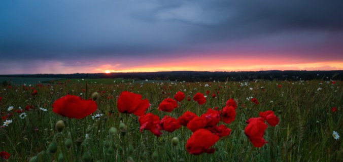 IMG_6446-Edit-Edit-Edit-Edit